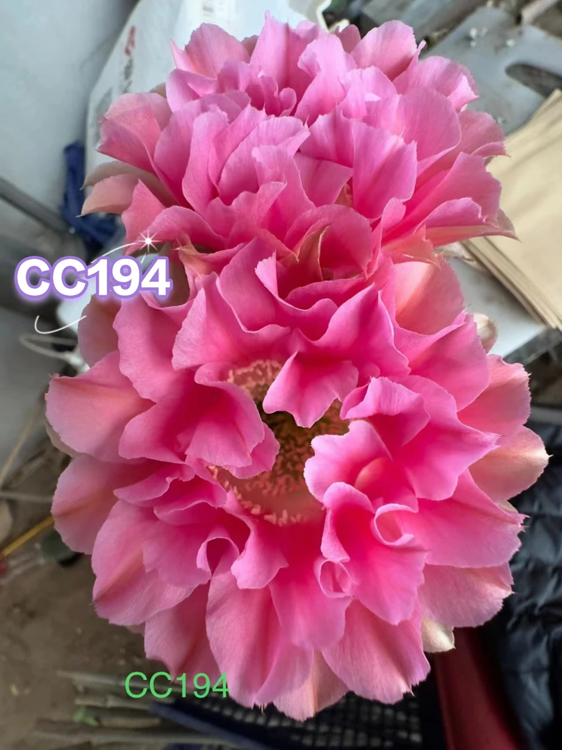 仙人球彩草 哇塞