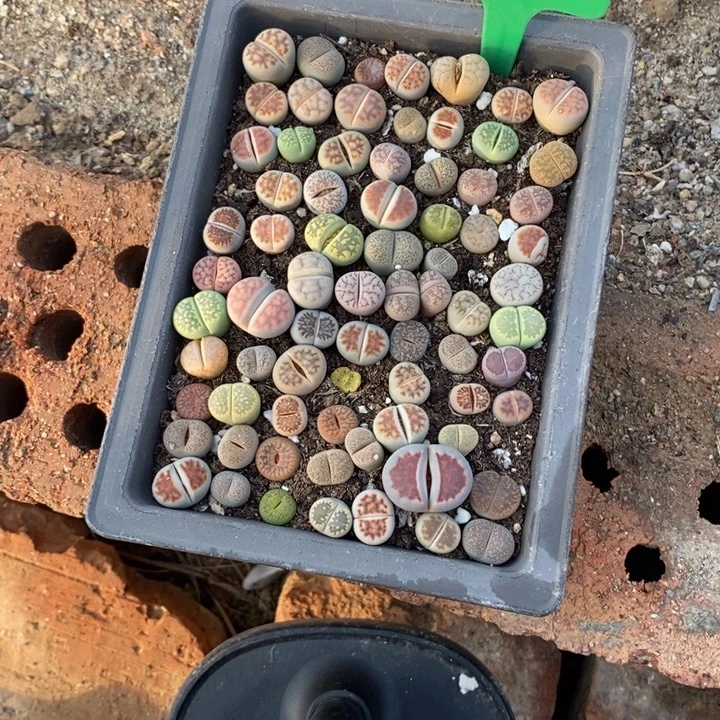 诺***言生石花的季节是最652