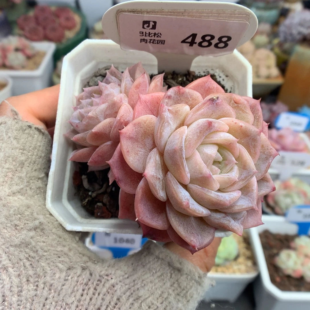 488纯爱多肉植物一物一拍