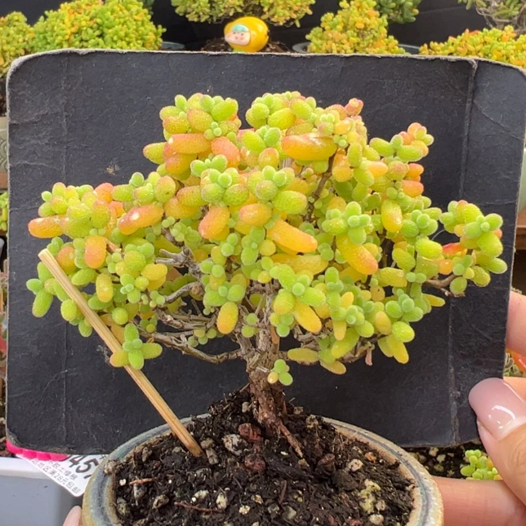 【闪购商品】dy6518老桩金桔冠幅8.5cm不含盆