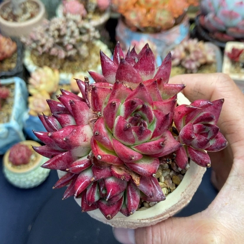 【闪购商品】特殊系统