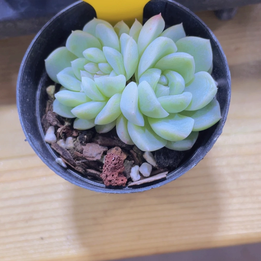 1452号 龙头冰白桃缀