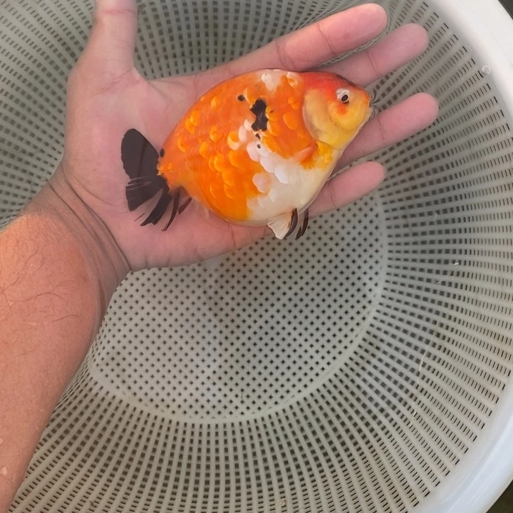 金鱼中原新隆观赏鱼