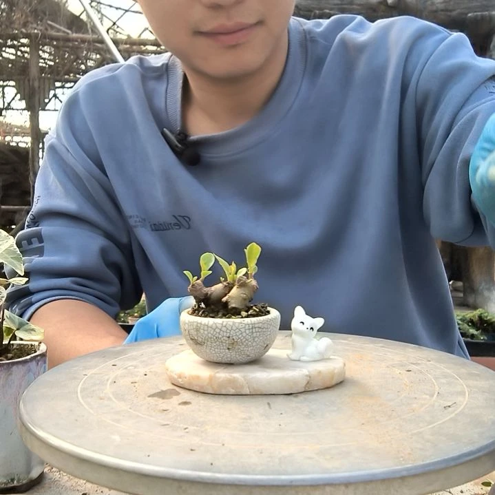 旷**落小盆景小植物一物一拍75