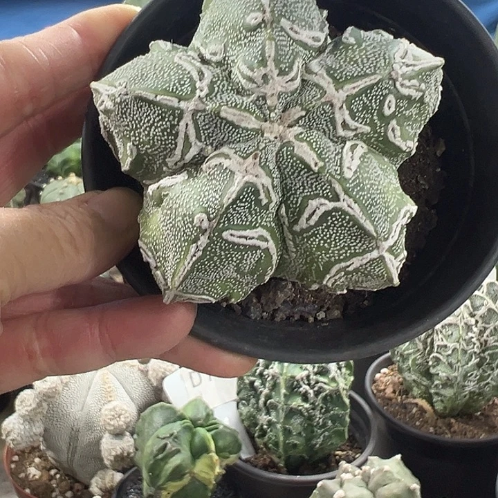 仙人球仙人球仙人球