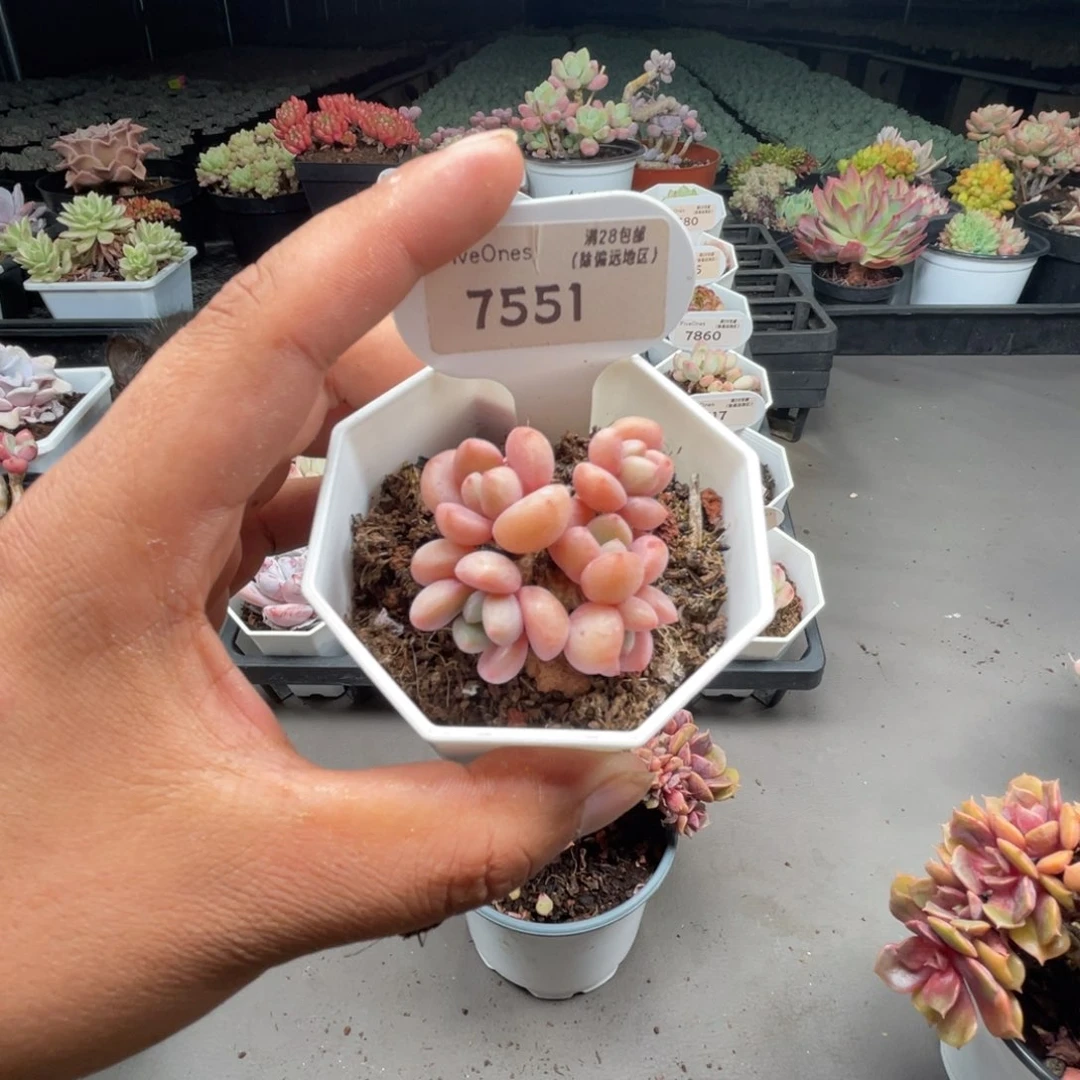 7551粉桃花4.0厘米