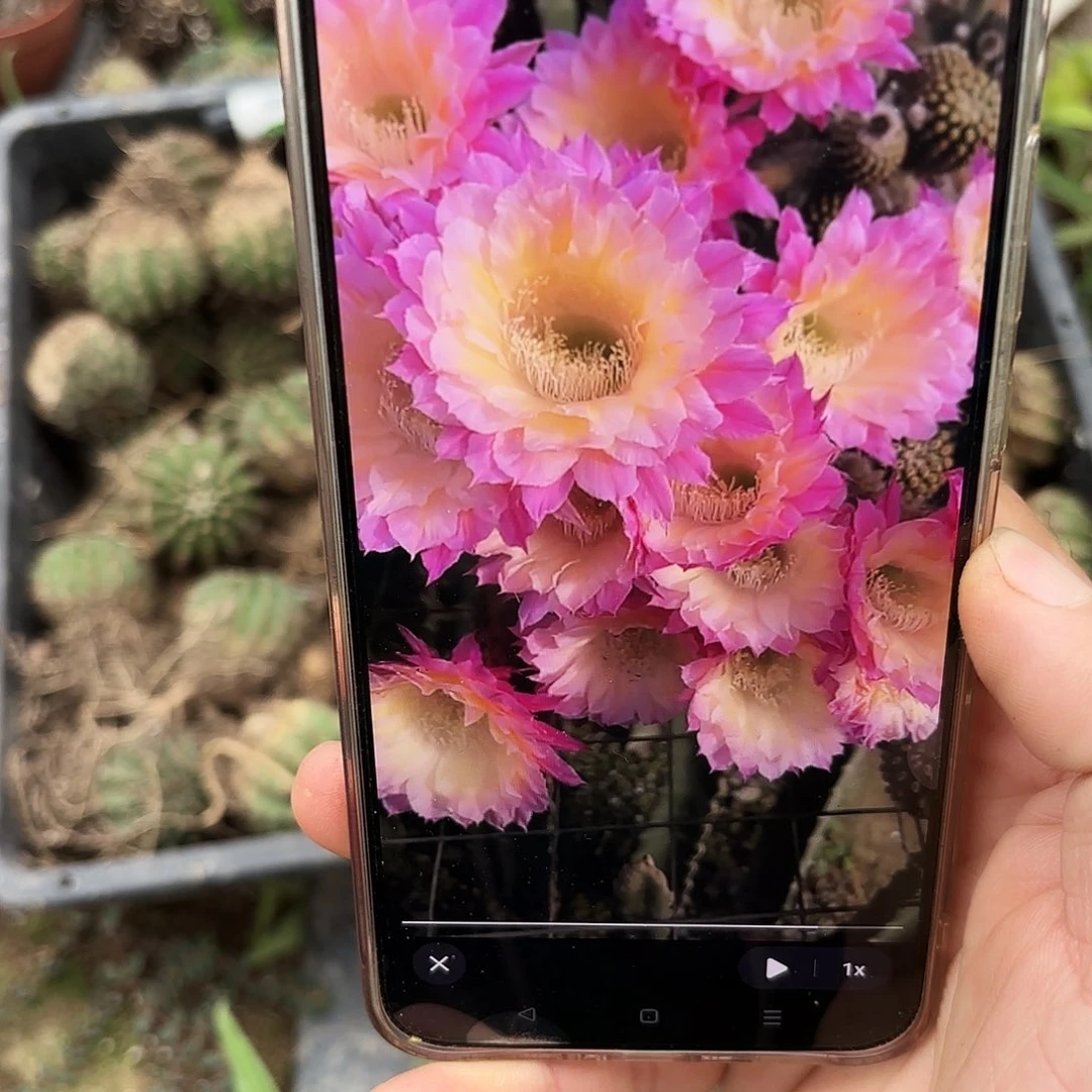 带根马丙瑕疵小无售后