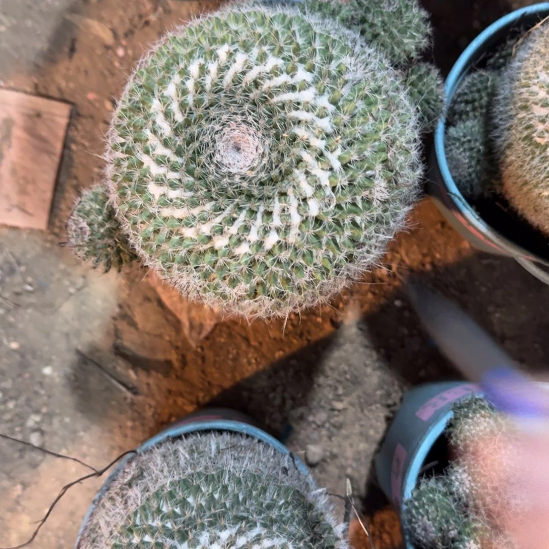 易***姐可口可乐了可口可乐了