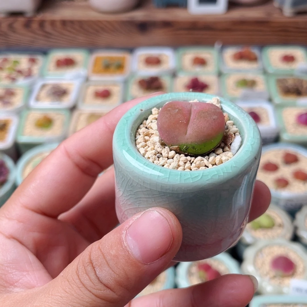 无花朵9506-一物一拍 带盆