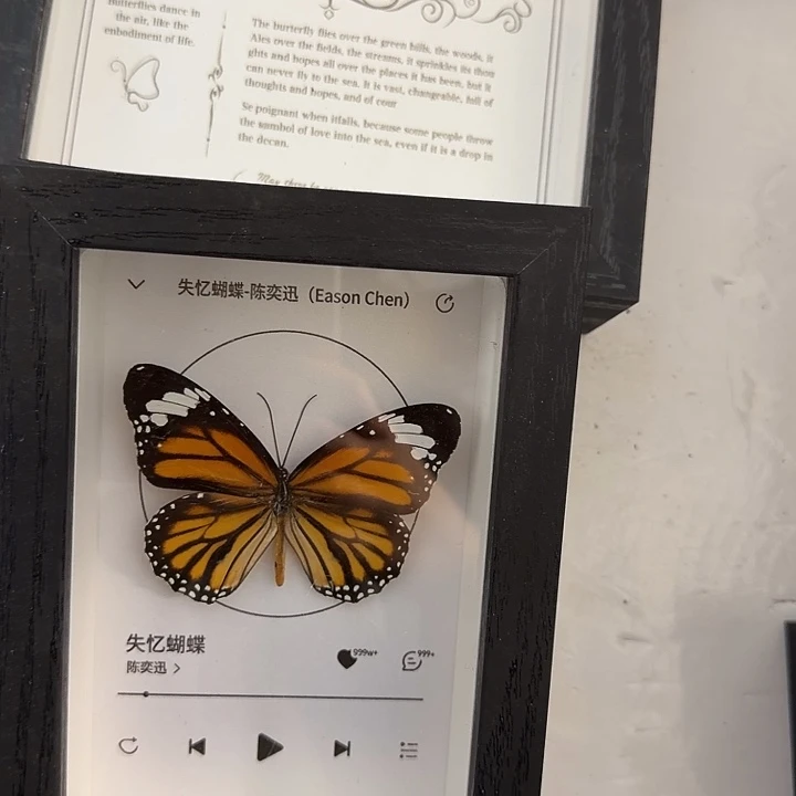 294蝴蝶蝴蝶蝴蝶蝴蝶