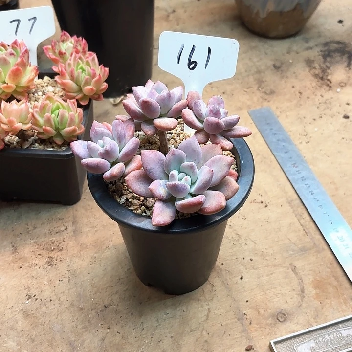 多肉植物，噢普161号