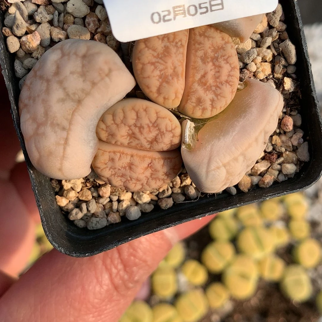 A98多肉植物保护研究所