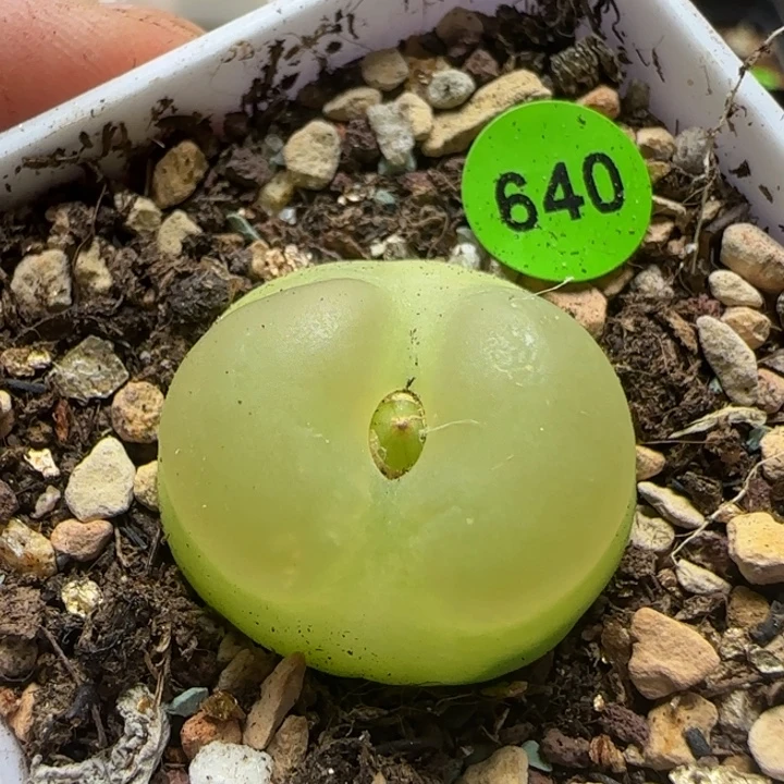 拉登2.28多肉植物640