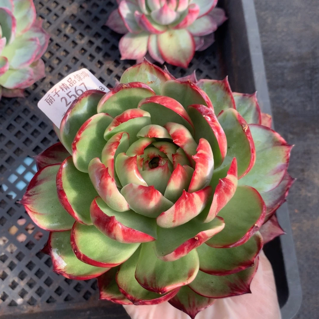 2567号多肉植物14厘米