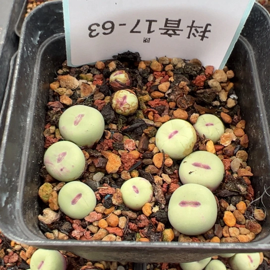 17%63肉锥多肉植物