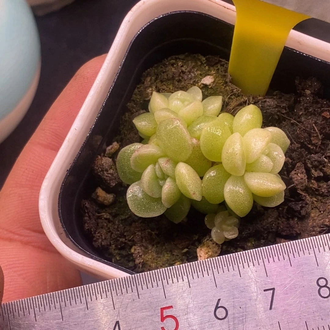 7113小脸冰玉石化群……