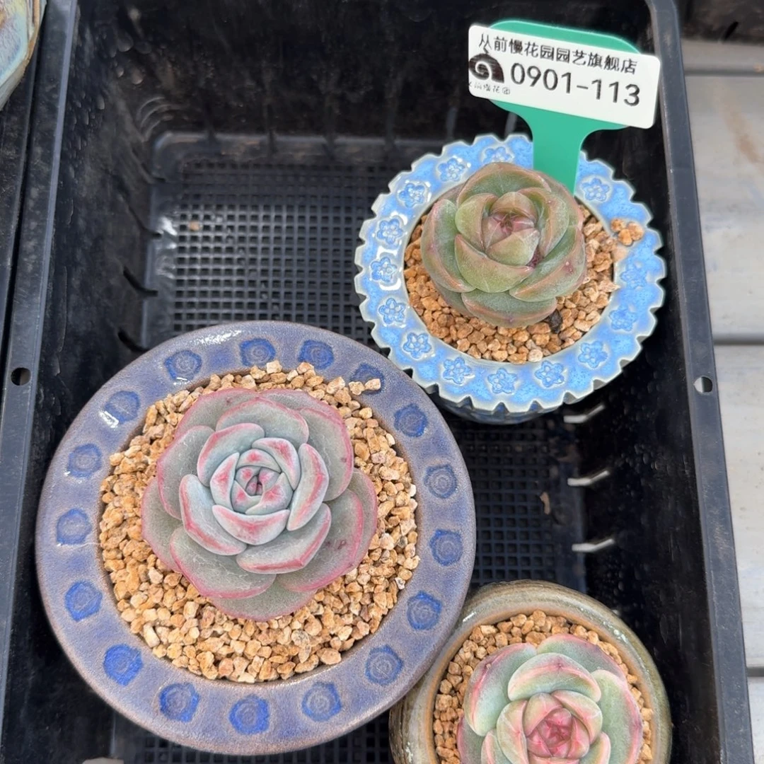 从前慢多肉精选编号0901.113