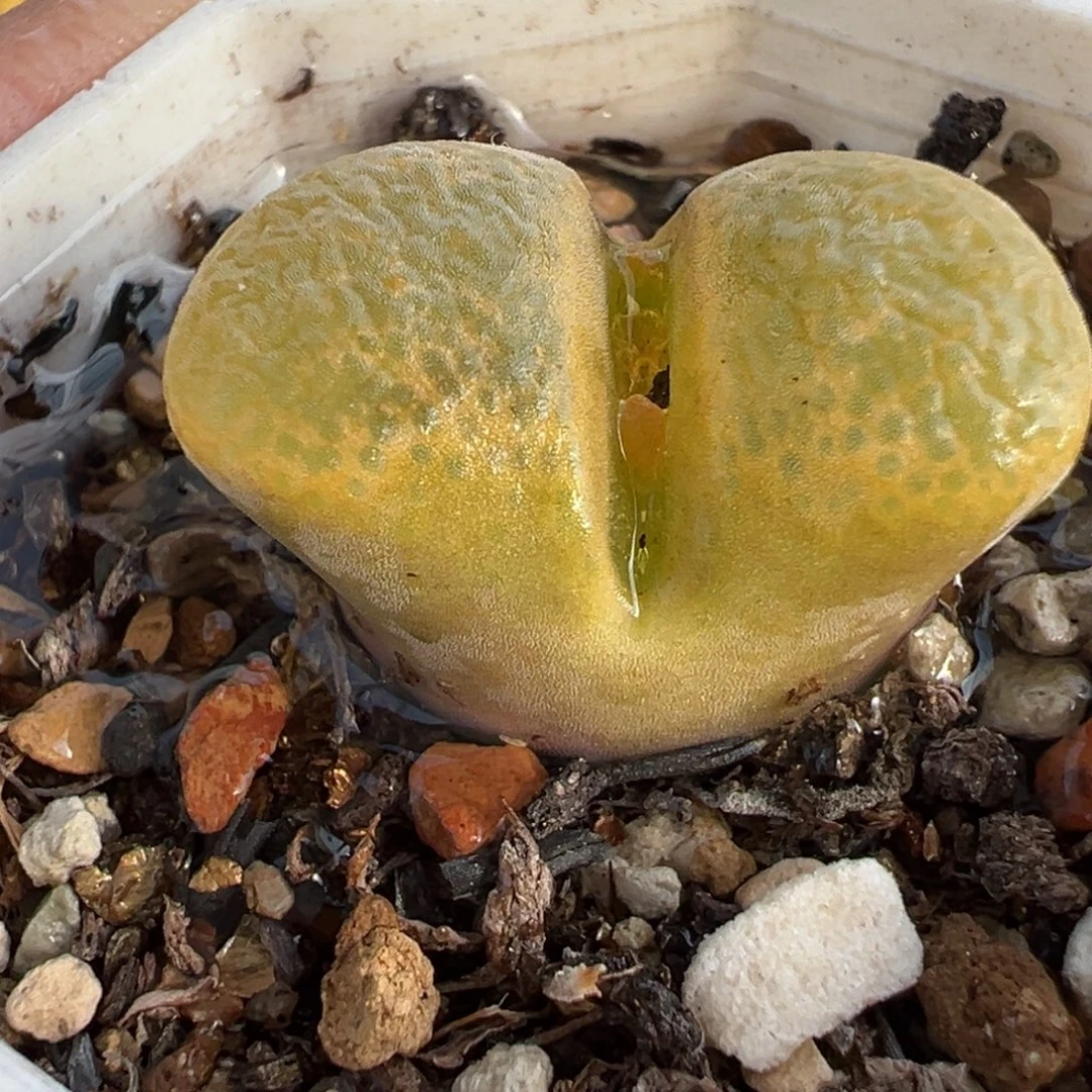 258多肉植物种类多样