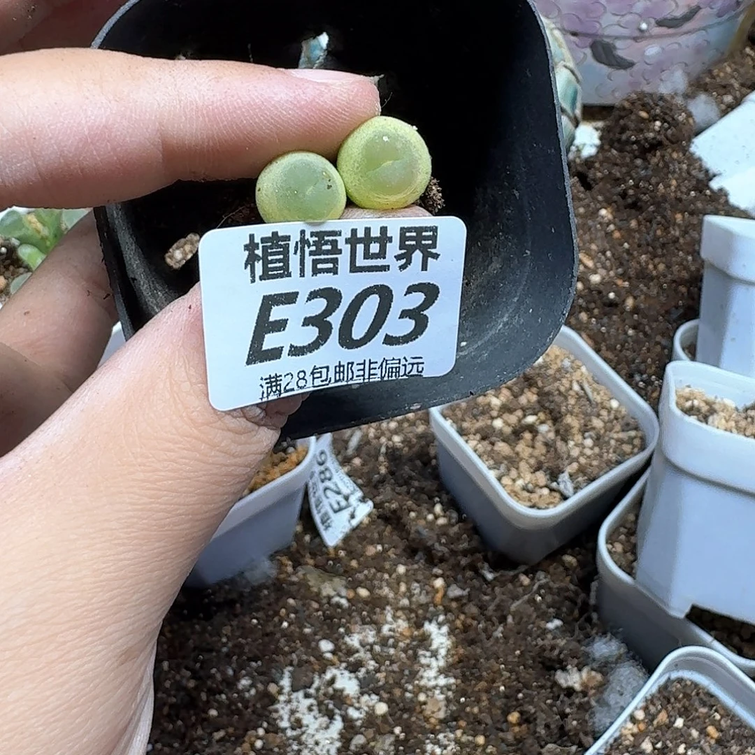 多肉植物的人生fgbn