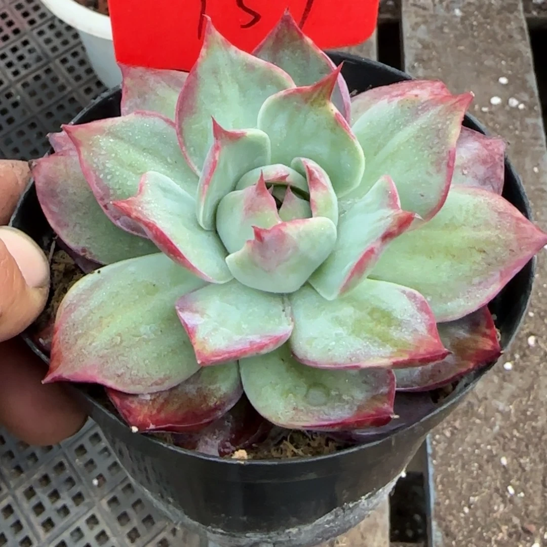 惊鸿一物一拍包装收缩花旱157