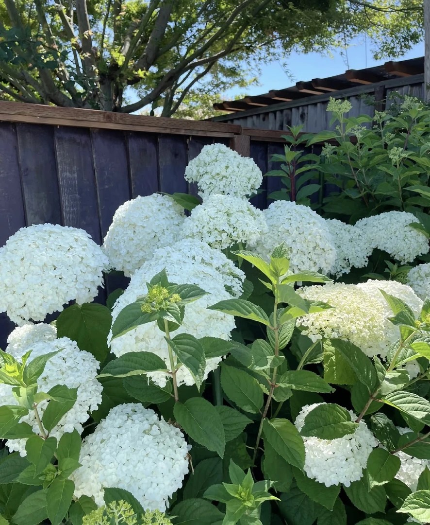 白色 无敌贝拉安娜 5加仑 乔木绣球 室外庭院阳台 盆栽地栽