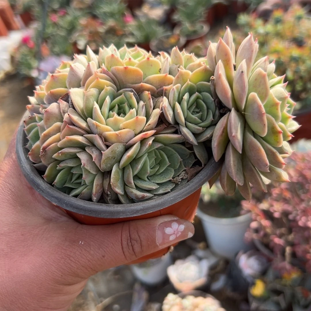 多肉植物昂斯诺群