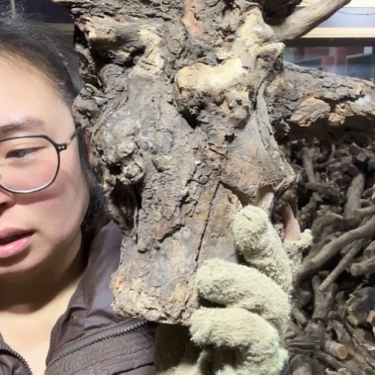 香榧木隔***王火琉璃的故事毛料摆件摆件