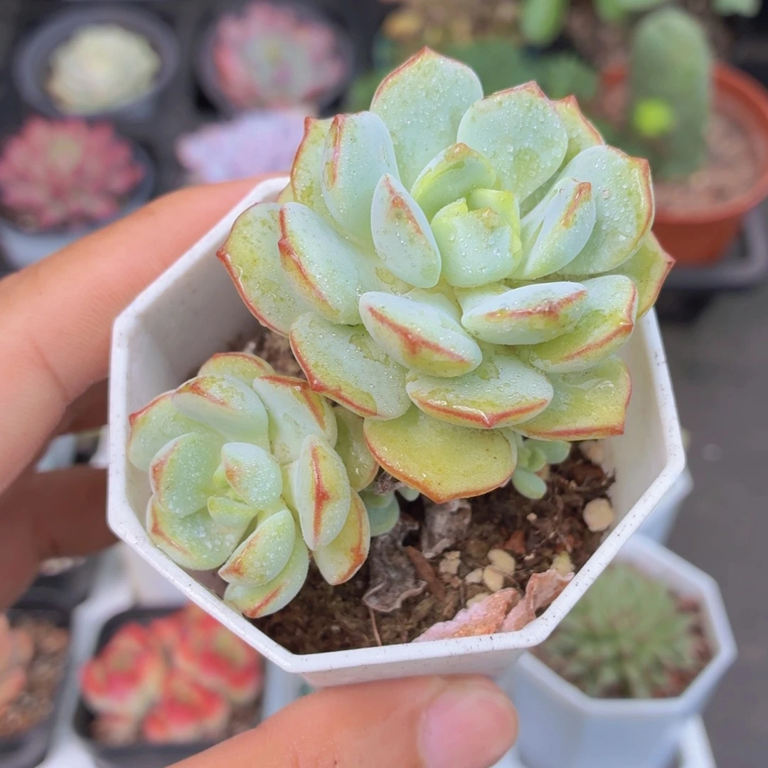 香草多肉9.9包邮发货