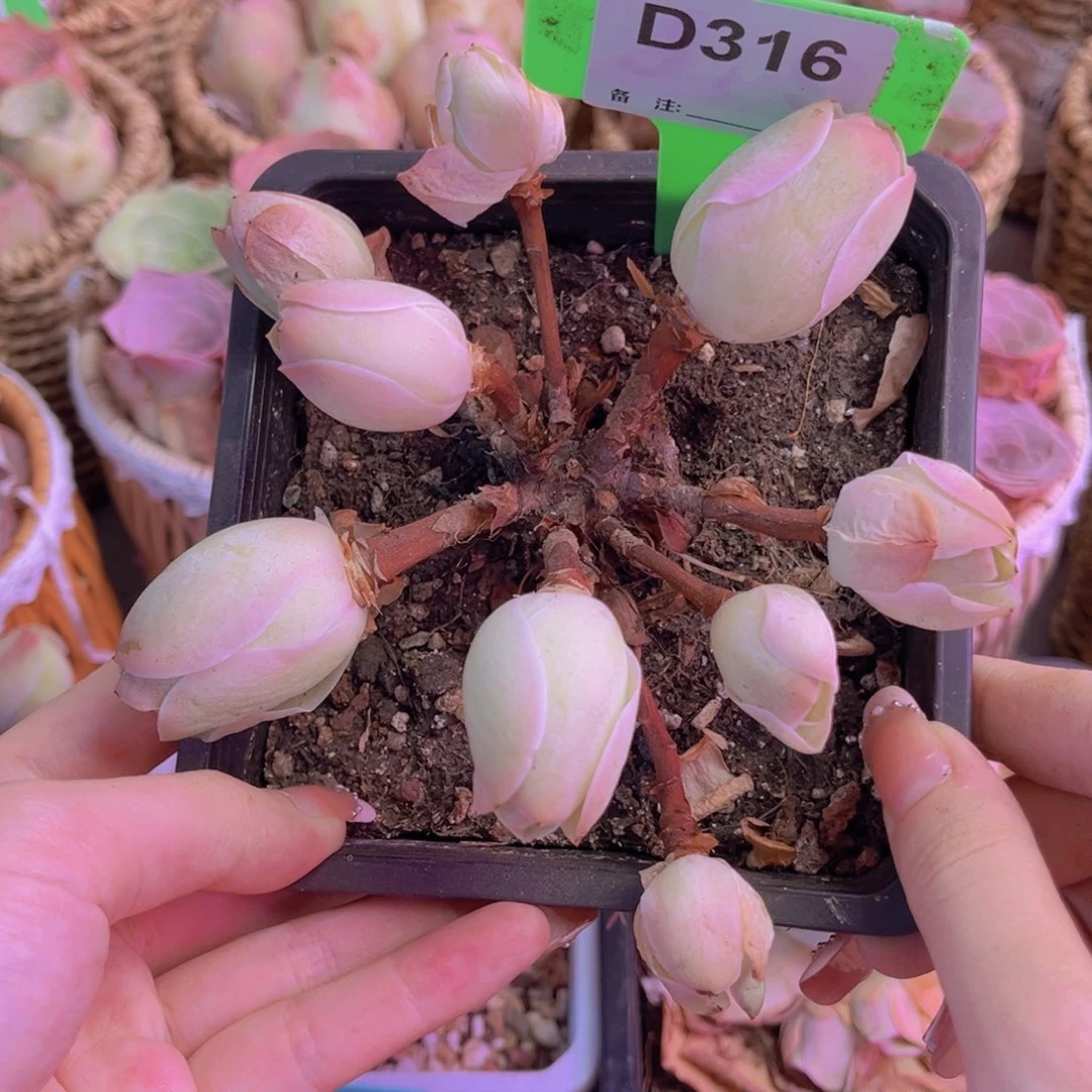 单品一物一拍316号