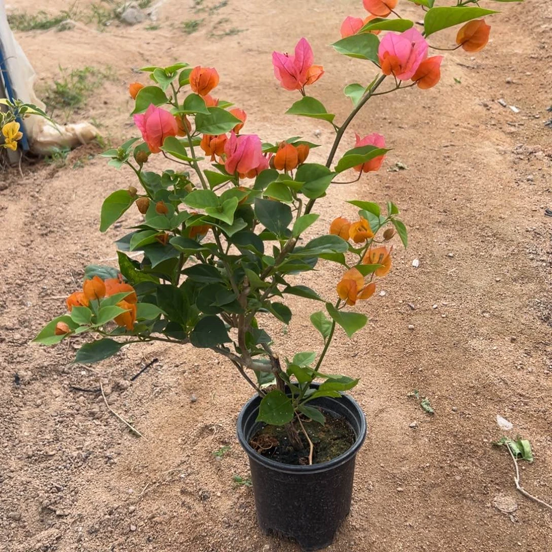 无花朵唐三彩直播福利9.8