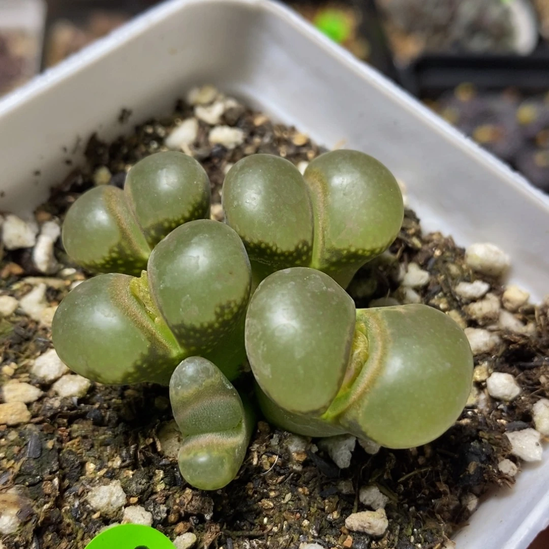 漂漂亮亮多肉植物343