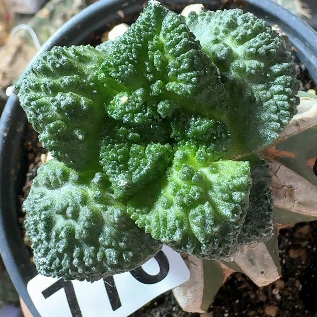 【闪购商品】无花朵青*枫大尤哥斯拉776