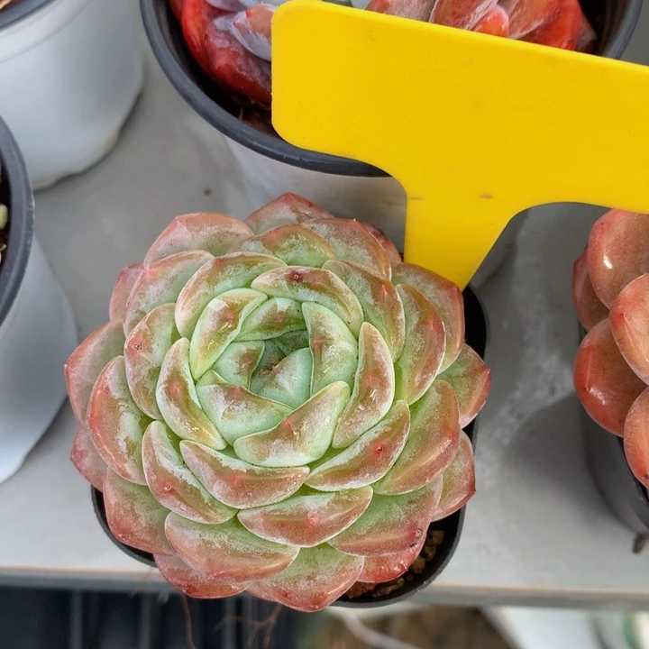 多体系和欧72727373737