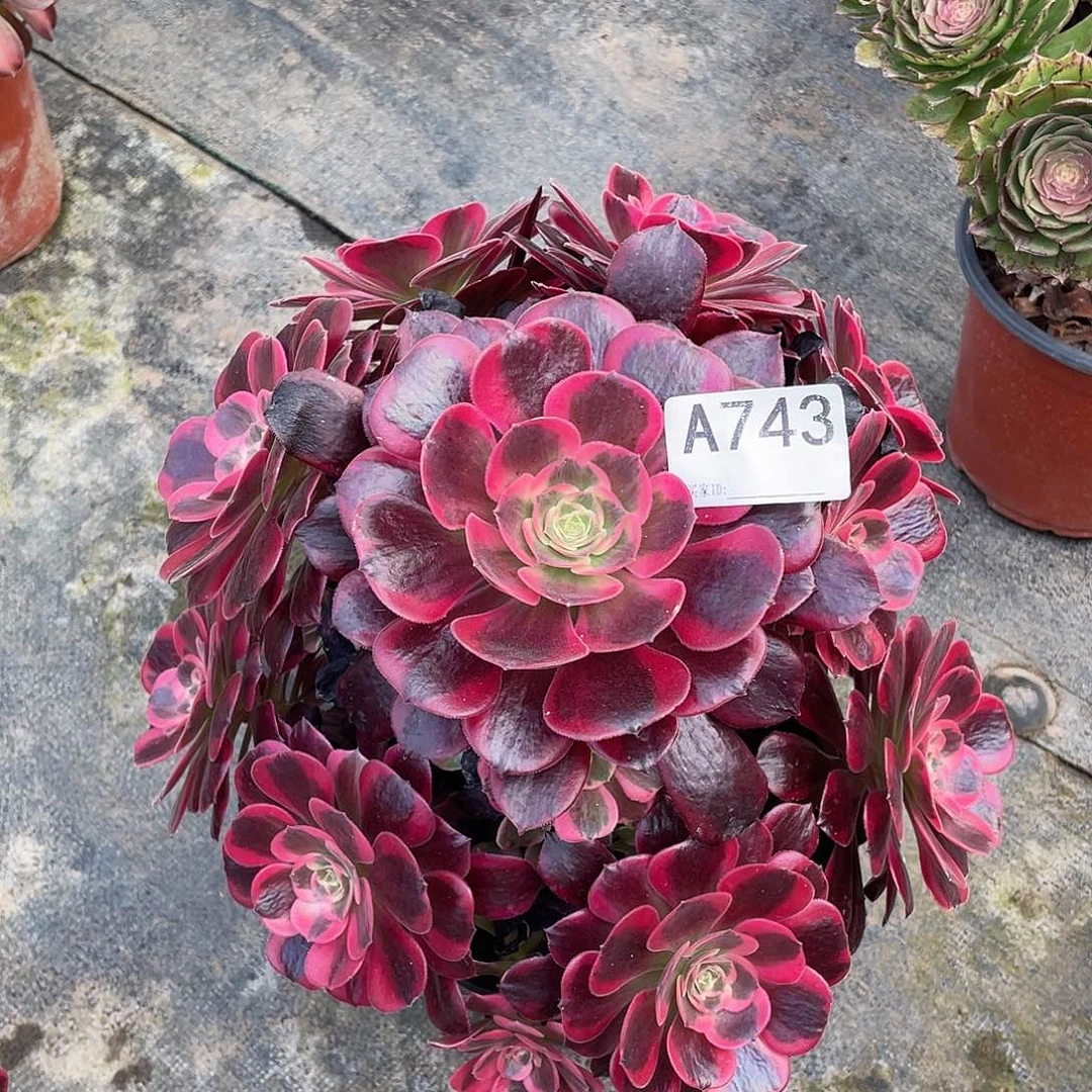 蛇毒美杜莎 多肉。743