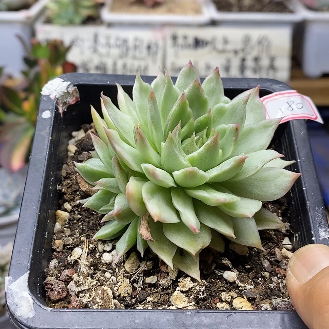 20180 绿水晶雪花锦无砍双头