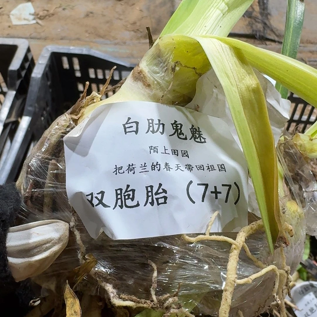 白勒鬼魅7➕7双胞胎