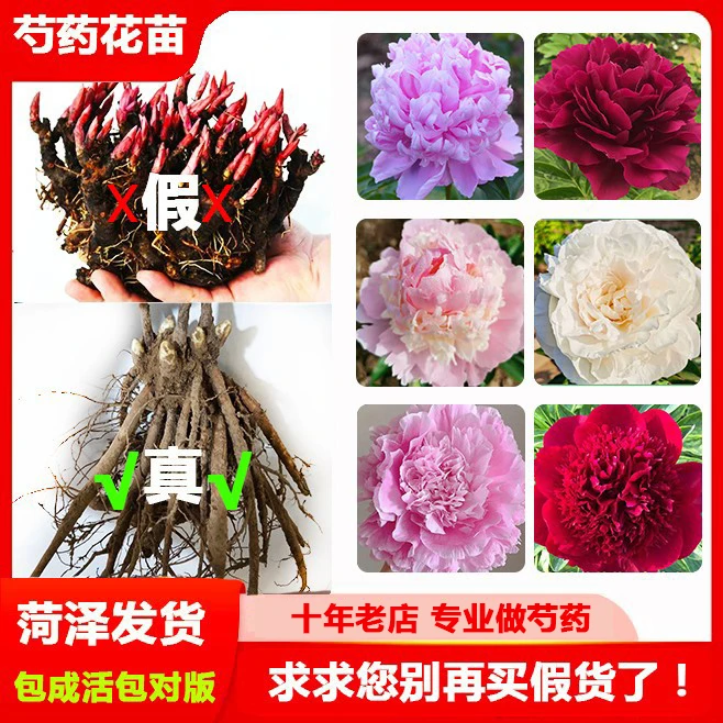 （芍药花苗）正宗重瓣大花芍药苗  先发花肥 秋天发苗 基地直发