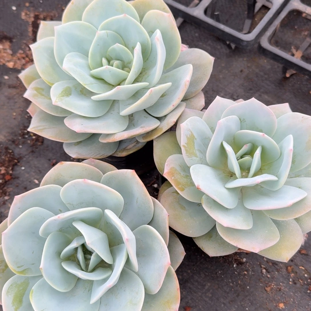 凤橙子三颗量拍1-103