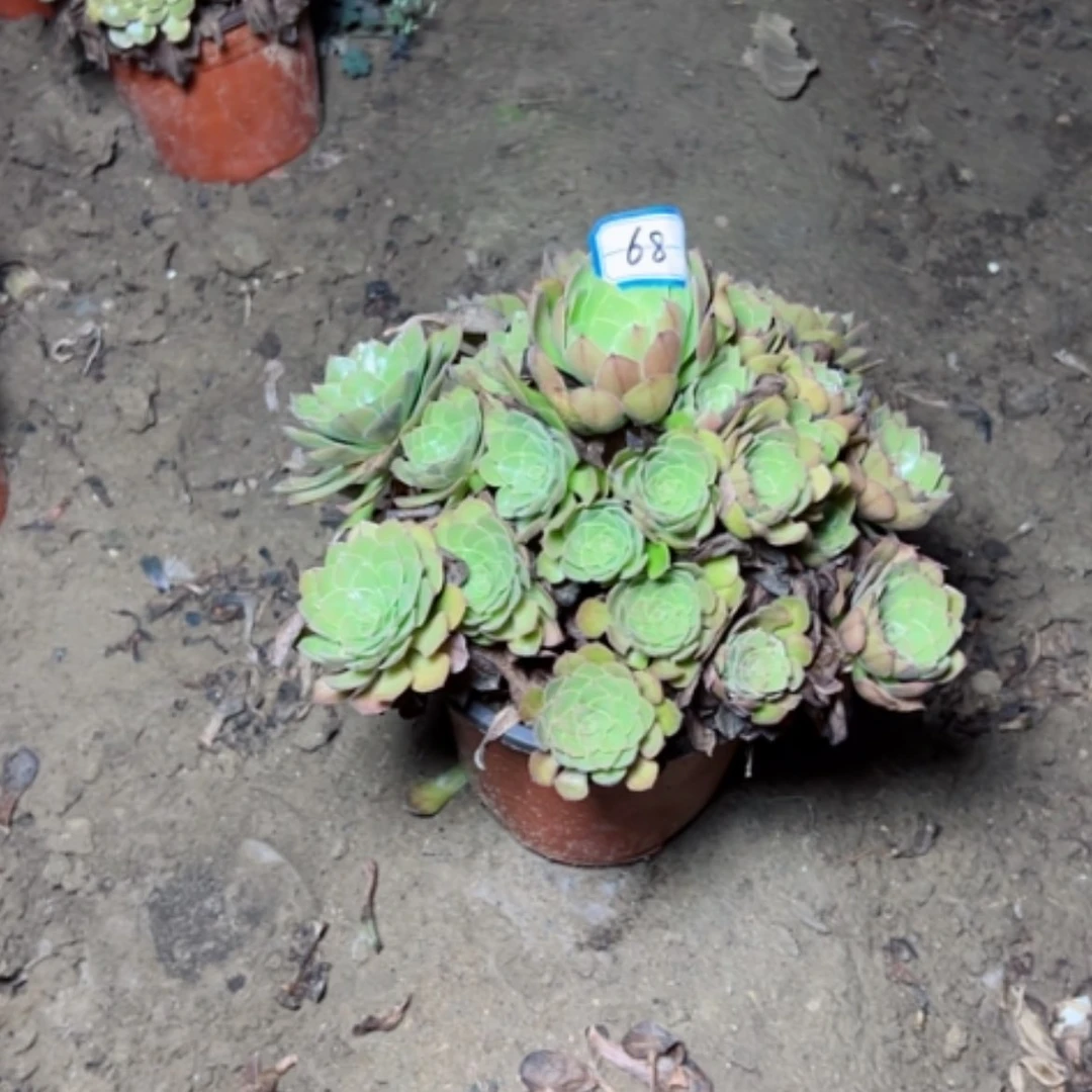 【闪购商品】桃花石68