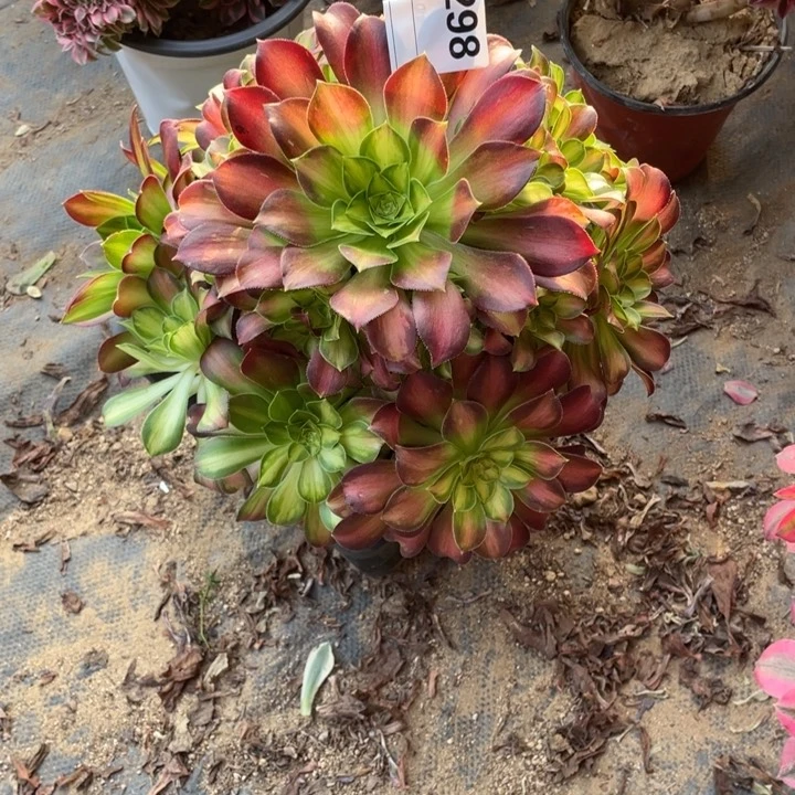 多肉韶华法师298