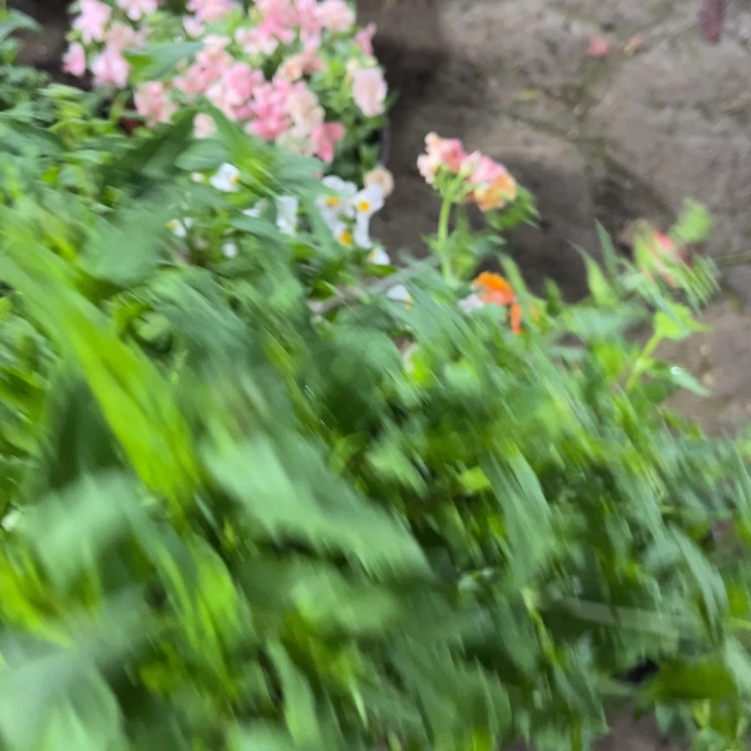 用***8龙面花小浆果一盆