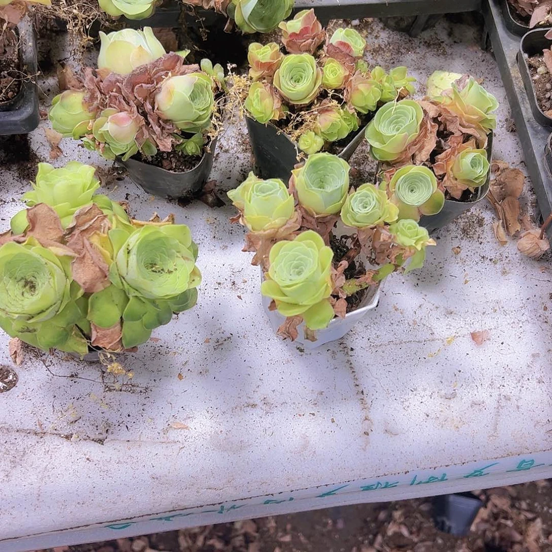 玫瑰群5盆五售后19包邮