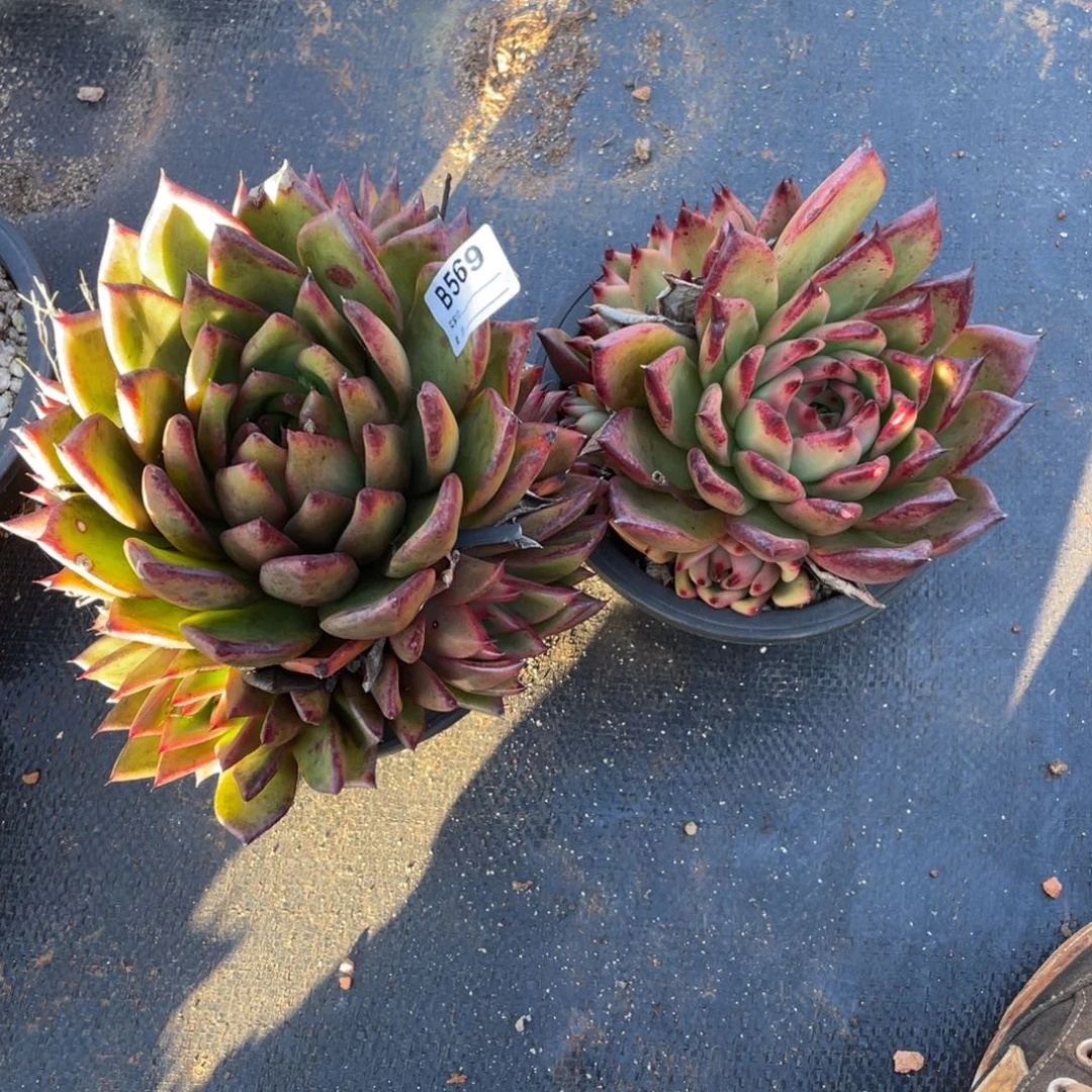 无花朵若如东云单拍B569