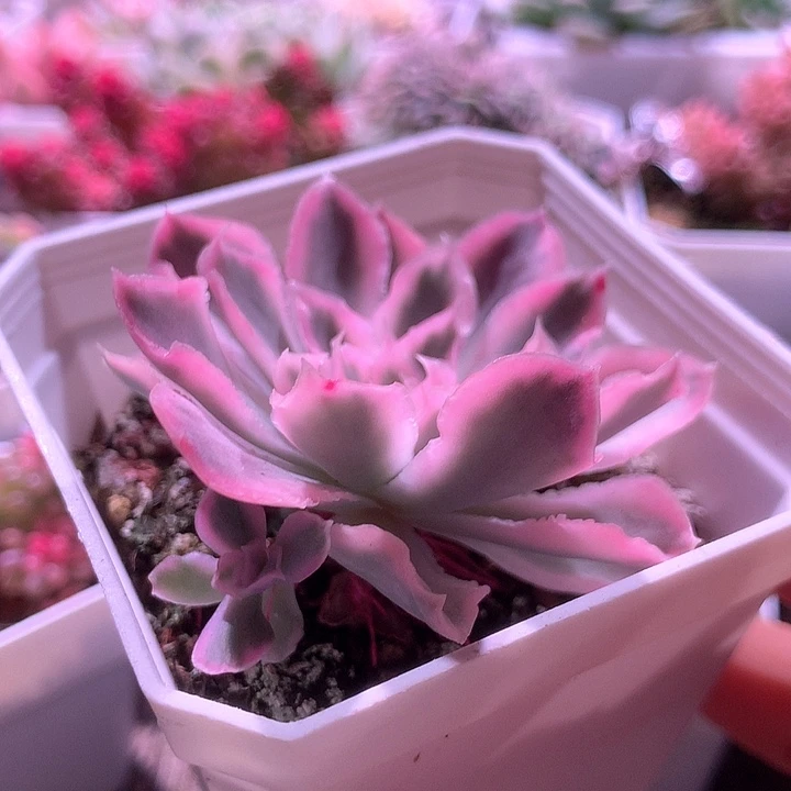 紫蝴蝶覆轮锦有根