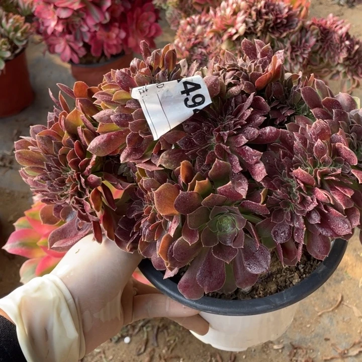 多肉柠檬玫瑰缀化494