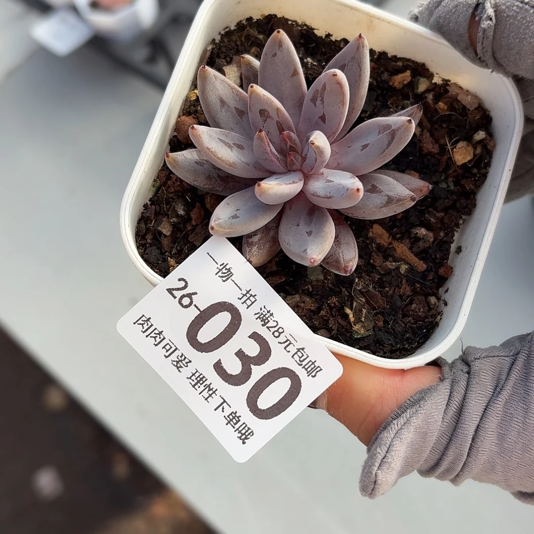 魔爪无盆土发货无