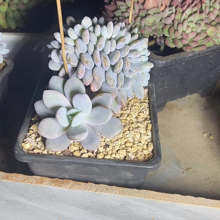 粉兔群生缀化多肉