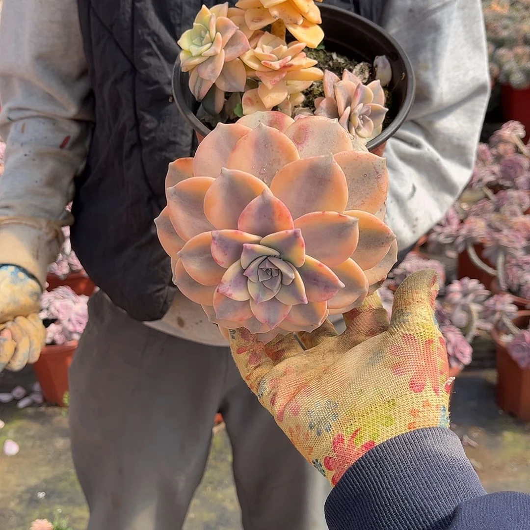 蝶*多肉植物紫乐景Z3