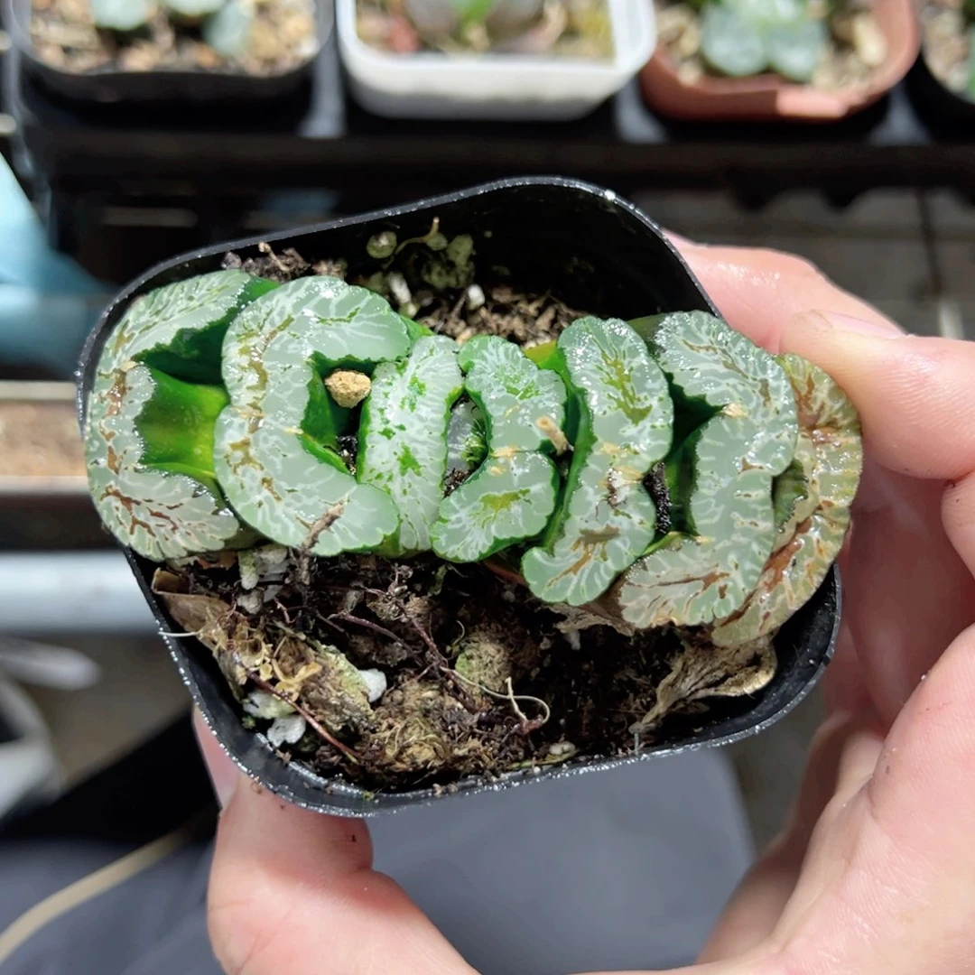 唐*球2770多肉植物一颗