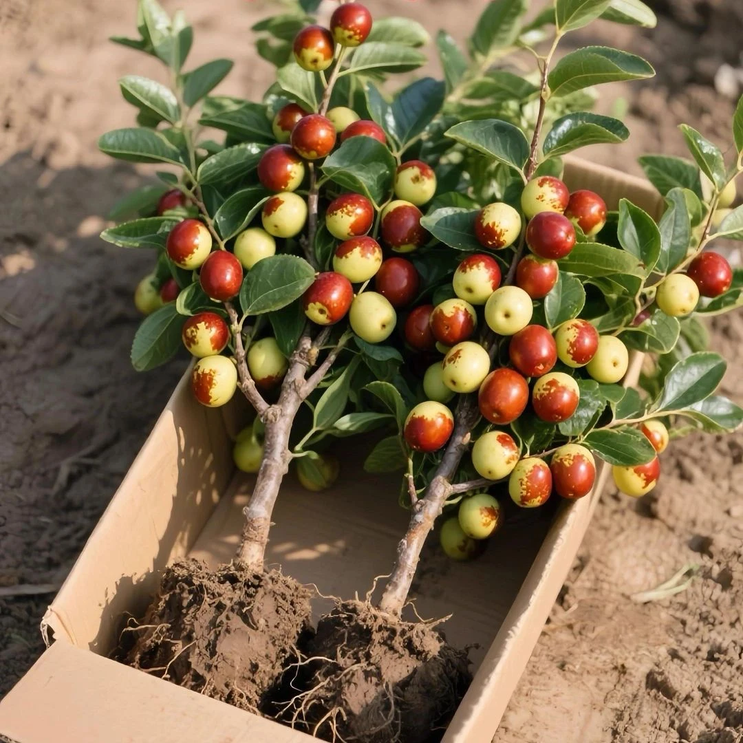 枣树活苗特大庭院果树超甜冰糖冬枣潘枣树活苗南方北方种植枣树苗